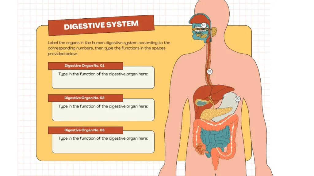 WellHealthOrganic.com  Key Signs of Gastroenteritis and digestive system structure